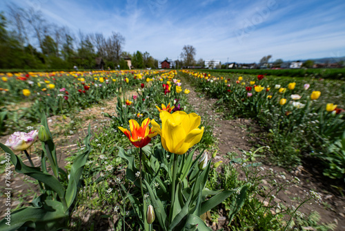 Tulpen auf einem Feld zum selber Pflücken