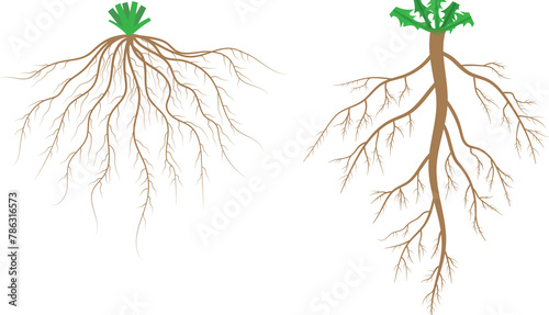 Root systems. Fibrous root system and taproot system.