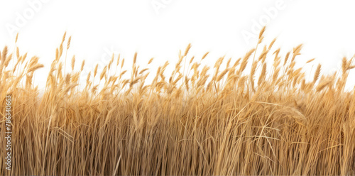 PNG Savanna grass field backgrounds landscape outdoors