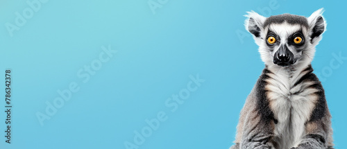 A ring-tailed lemur with striking orange eyes gazes directly at the camera, set against a calming blue backdrop, suggesting curiosity and alertness