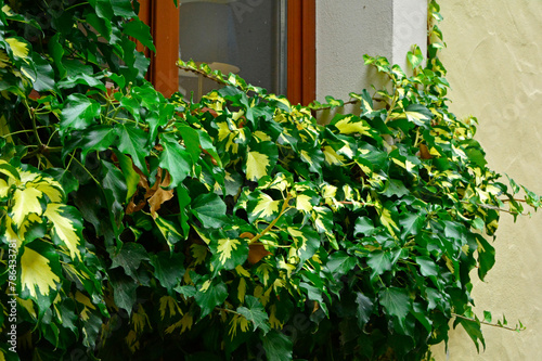 Bluszcz pospolity na ścianie domu między oknami,(Hedera helix ), Bluszcz odmiana ‘Goldheart’ , Common ivy on the wall of the house between the windows, Ivy variety 'Goldheart' 