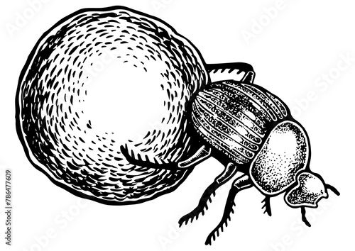 Dor beetle bug insect animal engraving PNG illustration. Scratch board style imitation. Black and white hand drawn image.