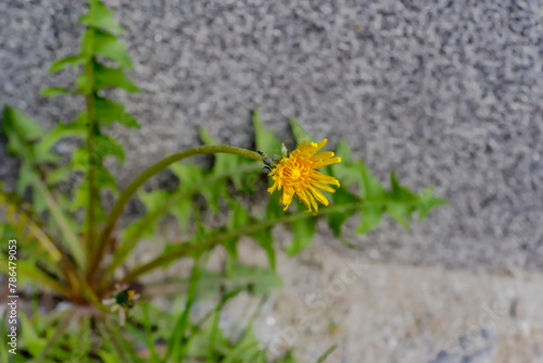 Na betonowym chodniku pod ścianą rósł kwitnący mniszek lekarski. Cenna roślina lecznicza zawierająca liczne składniki odżywcze o żółtych kwiatach. Dzika przyroda podbija betonową miejską dżunglę.