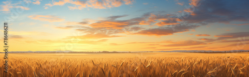 A wheat field at sunset.
