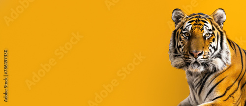 A stunning tiger's head and shoulders stand out against a warm yellow background, symbolizing the majesty of wild animals