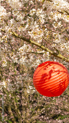Lampion czerwony kwiaty drzewa owocowego Japonia