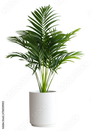 PNG Plam plant in white pot leaf vase houseplant