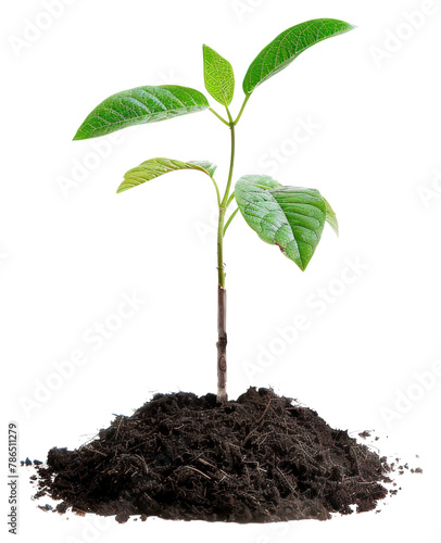 PNG Tree seedling sprout plant soil