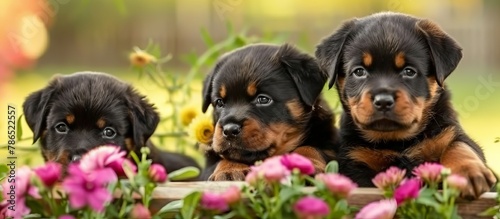 cute Rottweiler puppies among flowers. close up 