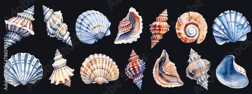 Produce a series of realistic watercolor seashell clipart in varying sizes and shapes, focusing on intricate details and vibrant colors