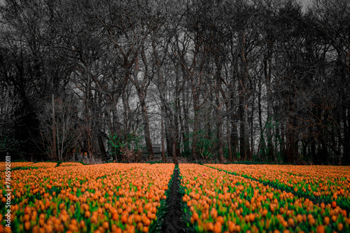 Uprawa Tulipanów w Holandii.