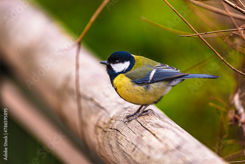 photographs of a great tit in nature