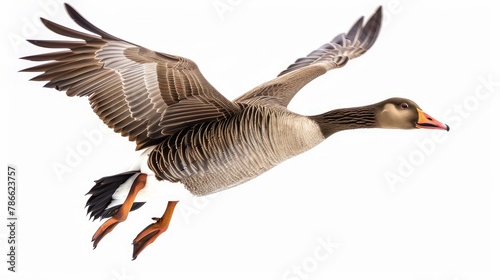 Gray Goose flying freely against a white backdrop