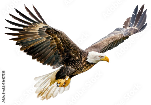 PNG Flying bird animal eagle
