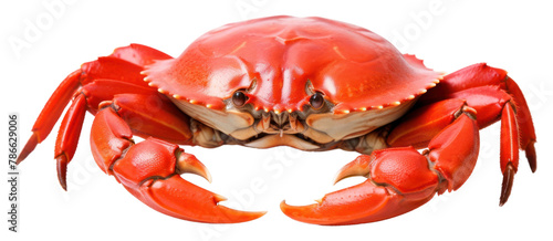 PNG Lobster seafood animal crab