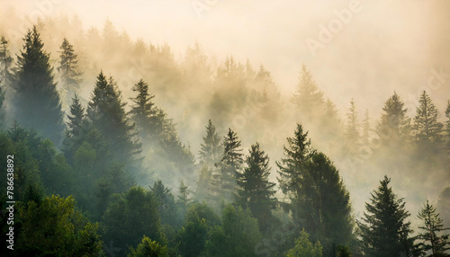 A forest filled with trees covered in fog and smoky in haze