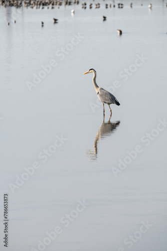 grey heron in a mirror lake. beautiful natural minimalist scenery. lilleau des niges, re island, ornithological reserve