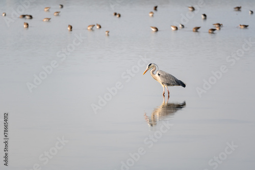 grey heron in a mirror lake. beautiful natural minimalist scenery. lilleau des niges, re island, ornithological reserve
