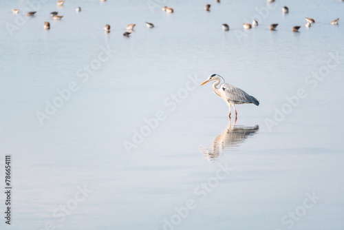 grey heron in a mirror lake. beautiful natural minimalist scenery. lilleau des niges, re island, ornithological reserve