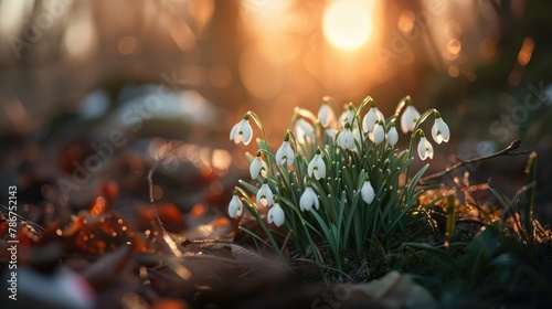 Snowdrops in the woods with a blurred backdrop