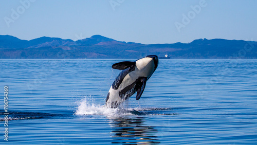 A breaching female orca from the Southern Resident population in the Pacific North West, Canada