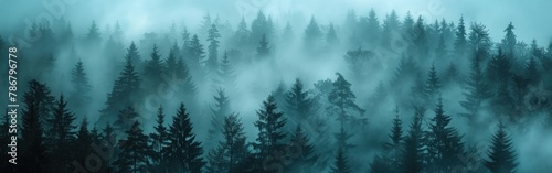 Enchanting Black Forest Fog: Mystical Tree Landscape in Germany's Schwarzwald