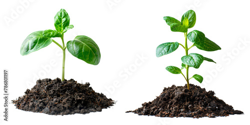 soil and sprouts isolated on a transparent PNG background, white background , Generative Ai