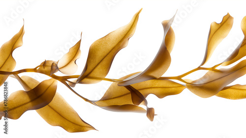 Golden brown seaweed kelp dancing gracefully, isolated on a white background.