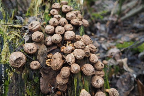 Bovista is a genus of fungi commonly known as the true puffballs, order Lycoperdales, The species of Bovista are now placed in the family Agaricaceae of the order Agaricales. Homeopathic preparations