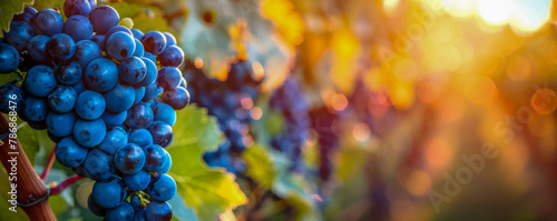 Ripe Blue Grapes on Vine in Sunlight for Quality Winemaking