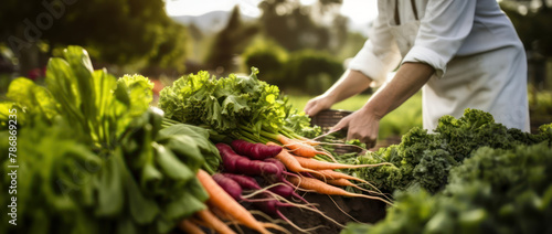 A farmer is harvesting fresh vegetables from an organic garden, with various types of carrots and radish in focus in the foreground.