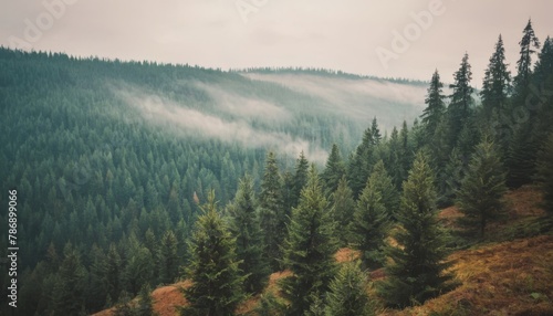 Mglisty krajobraz z jodłowego lasu w stylu retro vintage hipster