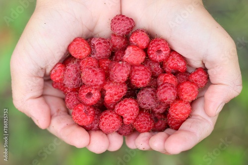 A handful of raspberries, wild red berries, vitamins from nature