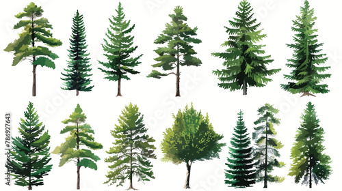 Coniferous vector tree collection Set of various tr