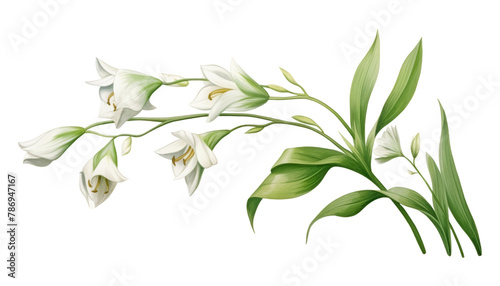 white flower stalk watercolor isolated on transparent background cutout