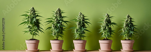 Five potted cannabis plants standing against green background, side view, copy space, banner, space for text, backdrop, wallpaper 