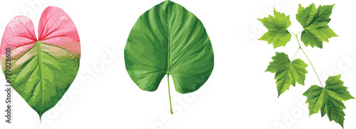 set of exotic big leaf green interior home plant for decoration and different foliage leaves 