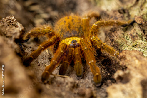 Orange Baboon Tarantula or OBT (Pterinochilius murinus) is a nocturnal spider native to Angola, Africa.