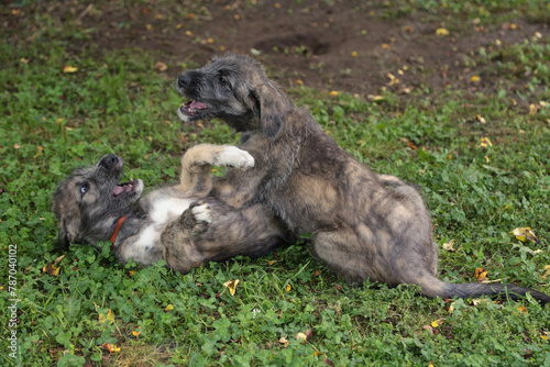 Two Irish Wolfhound puppies play in the yard.