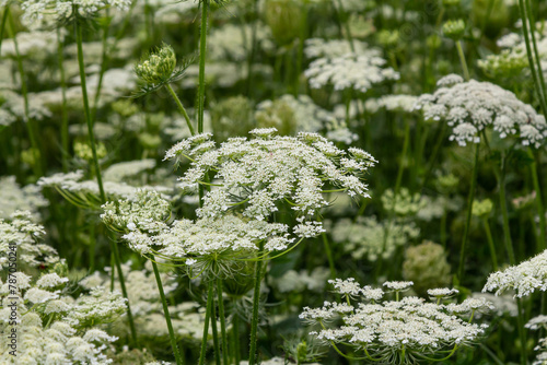 Daucus carota known as wild carrot blooming plant