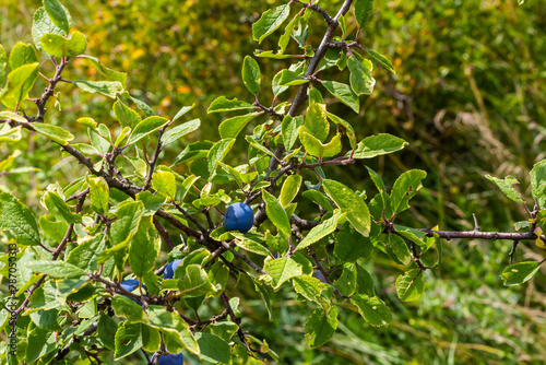 Blackthorn Prunus spinosa, also known as blackthorn