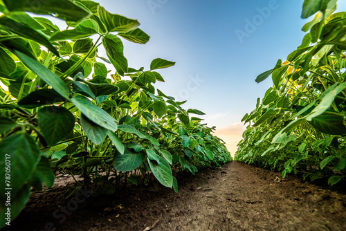 Low angle view of lush soybean plants in soil rows with a sunset sky