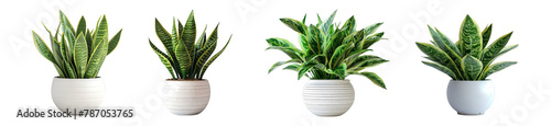 Variety of Snake Plants in Modern Pots Isolated on Transparent Background, Home Air Purifiers