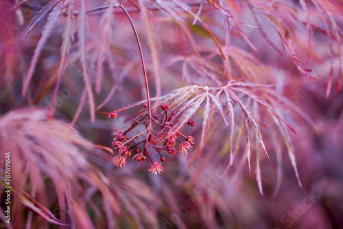 Red foliage of the weeping Laceleaf Japanese Maple tree (Acer palmatum) in garden
