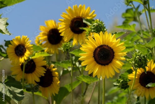 Sunflowers on the Greek island of Kefalonia