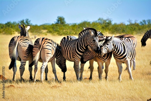 The plains zebra, resp. Burchell's zebra (Equus quagga burchellii) observed in Etosha National Park (Kunene region, northwestern Namibia, Africa)