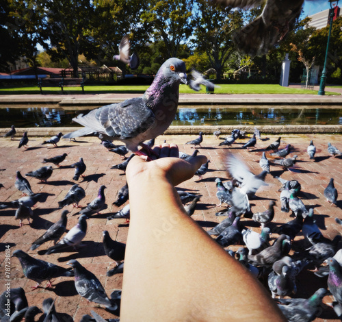 Person, hand and rock pigeon in park for bird, feed and fly with wings for wildlife, nature outdoor and pond. Animal, flock and environment and feeding for compassion, care or kindness in Berlin pov