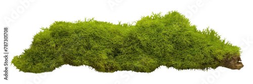 PNG Green moss vegetation plant green. 