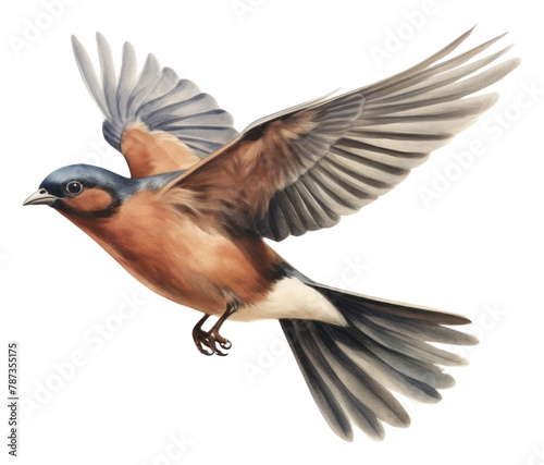 PNG Chaffinch bird animal flying white background.