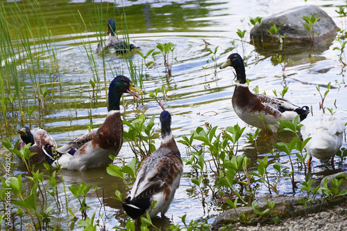 Wildente, Laufente, Anas platyrhynchos